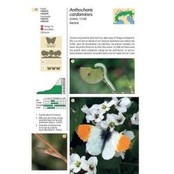 Papillons des Alpes - 238 espèces de l'arc alpin Papillons des Alpes - 238 espèces de l'arc alpin