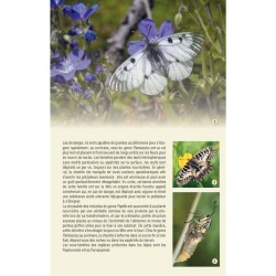 Papillons des Alpes - 238 espèces de l'arc alpin Papillons des Alpes - 238 espèces de l'arc alpin