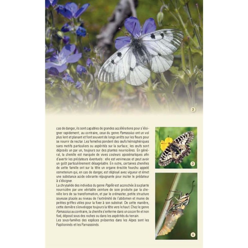 Papillons des Alpes - 238 espèces de l'arc alpin