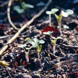 Je fais pousser mes graines - C'est magique !