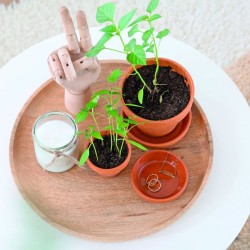 Je fais pousser mes noyaux et pépins - C'est magique ! Je fais pousser mes noyaux et pépins - C'est magique !