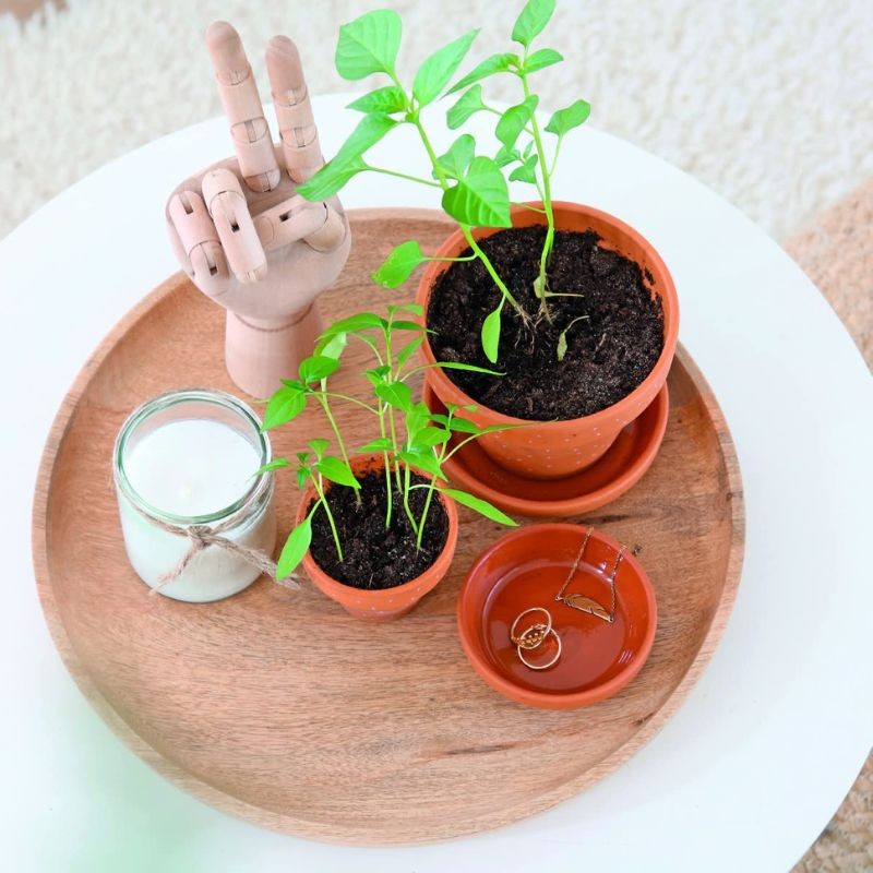 Je fais pousser mes noyaux et pépins - C'est magique ! Je fais pousser mes noyaux et pépins - C'est magique !