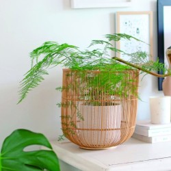 Je fais pousser mes noyaux et pépins - C'est magique ! Je fais pousser mes noyaux et pépins - C'est magique !