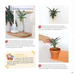 Je fais pousser mes noyaux et pépins - C'est magique ! Je fais pousser mes noyaux et pépins - C'est magique !