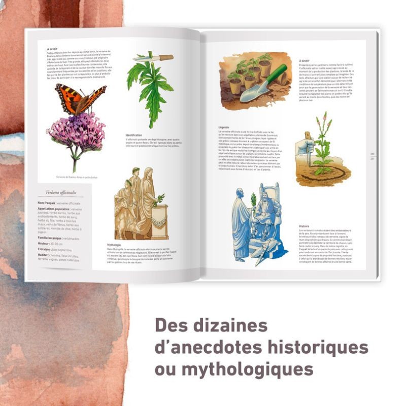 Les plantes sauvages - Les identifier, les connaître, les utiliser Les plantes sauvages - Les identifier, les connaître, les utiliser
