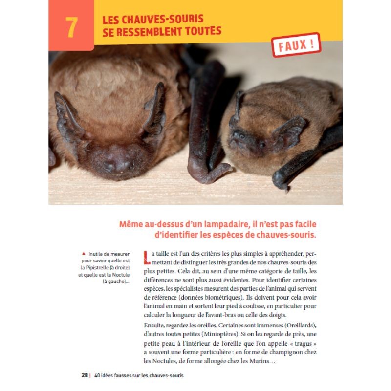 40 idées fausses sur les chauves-souris