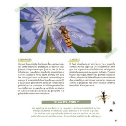 Attirer coccinelles et autres petites bêtes gentilles au jardin