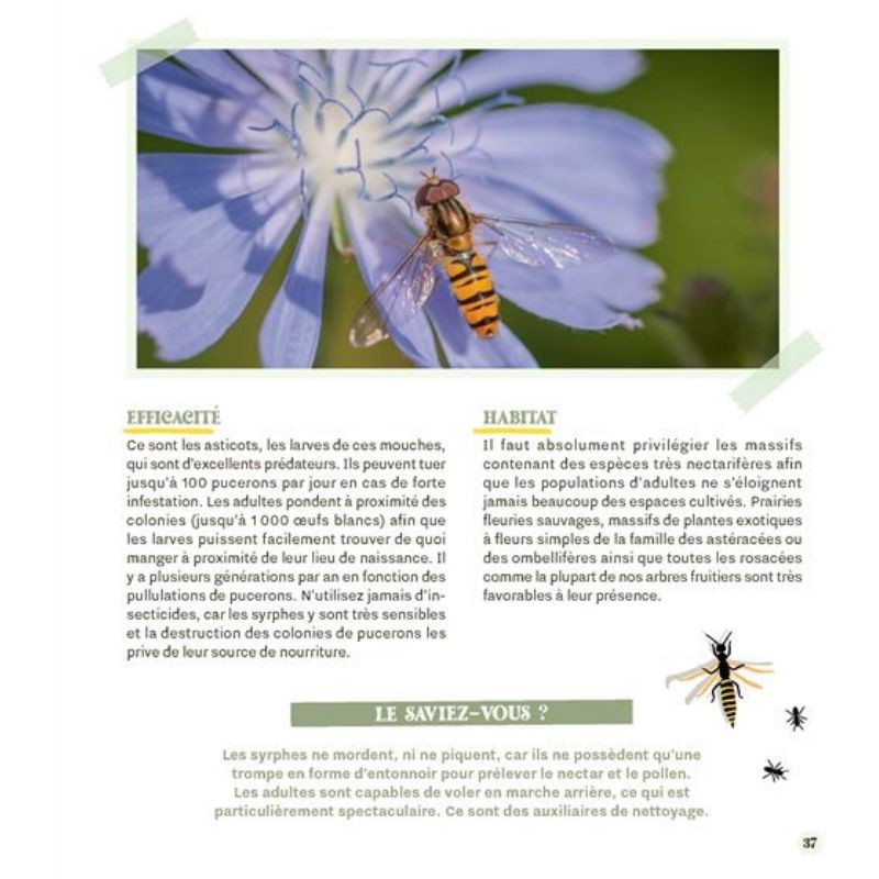 Attirer coccinelles et autres petites bêtes gentilles au jardin