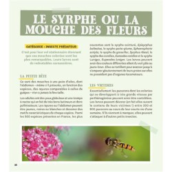 Attirer coccinelles et autres petites bêtes gentilles au jardin