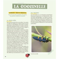 Attirer coccinelles et autres petites bêtes gentilles au jardin