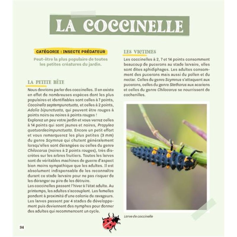 Attirer coccinelles et autres petites bêtes gentilles au jardin