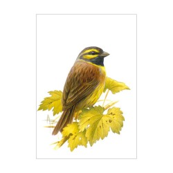 Bruant zizi - Carte d'André Buzin