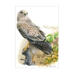 Buse variable - Carte d'André Buzin