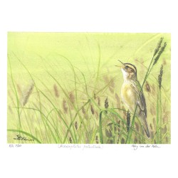 Phragmite aquatique - Dessin numéroté (tirage limité à 20 exemplaires)