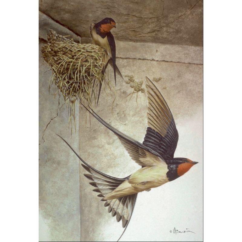 5 cartes de correspondance - Série 11 (Buzin) 5 cartes de correspondance - Série 11 (Buzin)