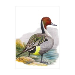 Canard pilet - Carte d'André Buzin