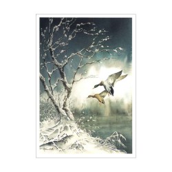 Canards colverts - Carte d'André Buzin