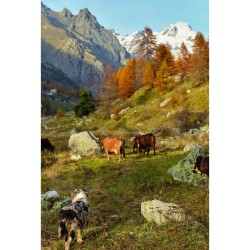 Qui veut la peau des vaches ? Qui veut la peau des vaches ?