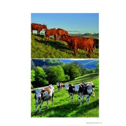 Qui veut la peau des vaches ? Qui veut la peau des vaches ?