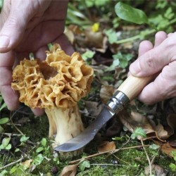 Couteau de poche Opinel "Champignons" N°08 - Inox