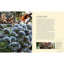 Hallucinants champignons - Leurs extraordinaires pouvoirs sur la santé, l'esprit et la planète Hallucinants champignons - Leurs extraordinaires pouvoirs sur la santé, l'esprit et la planète