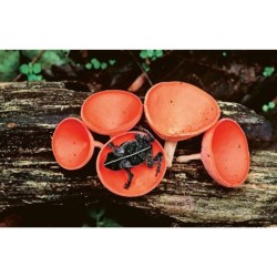 Hallucinants champignons - Leurs extraordinaires pouvoirs sur la santé, l'esprit et la planète Hallucinants champignons - Leurs extraordinaires pouvoirs sur la santé, l'esprit et la planète