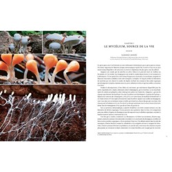 Hallucinants champignons - Leurs extraordinaires pouvoirs sur la santé, l'esprit et la planète Hallucinants champignons - Leurs extraordinaires pouvoirs sur la santé, l'esprit et la planète