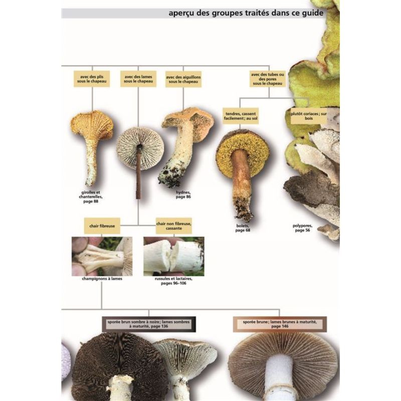 Champignons comestibles et toxiques - Manuel du cueilleur de champignons