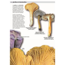 Champignons comestibles et toxiques - Manuel du cueilleur de champignons
