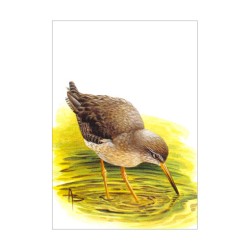 Chevalier gambette - Carte d'André Buzin