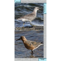 Guide des oiseaux des bords de mer Guide des oiseaux des bords de mer