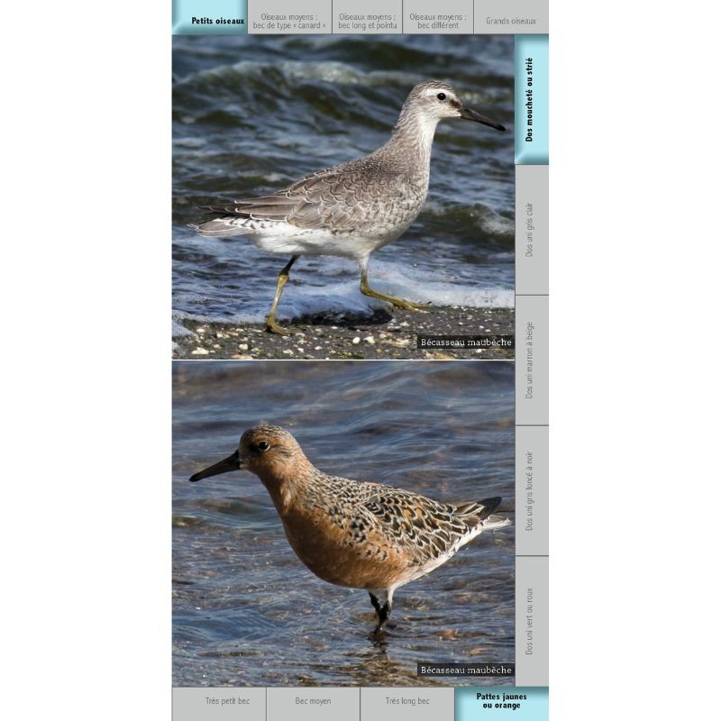 Guide des oiseaux des bords de mer