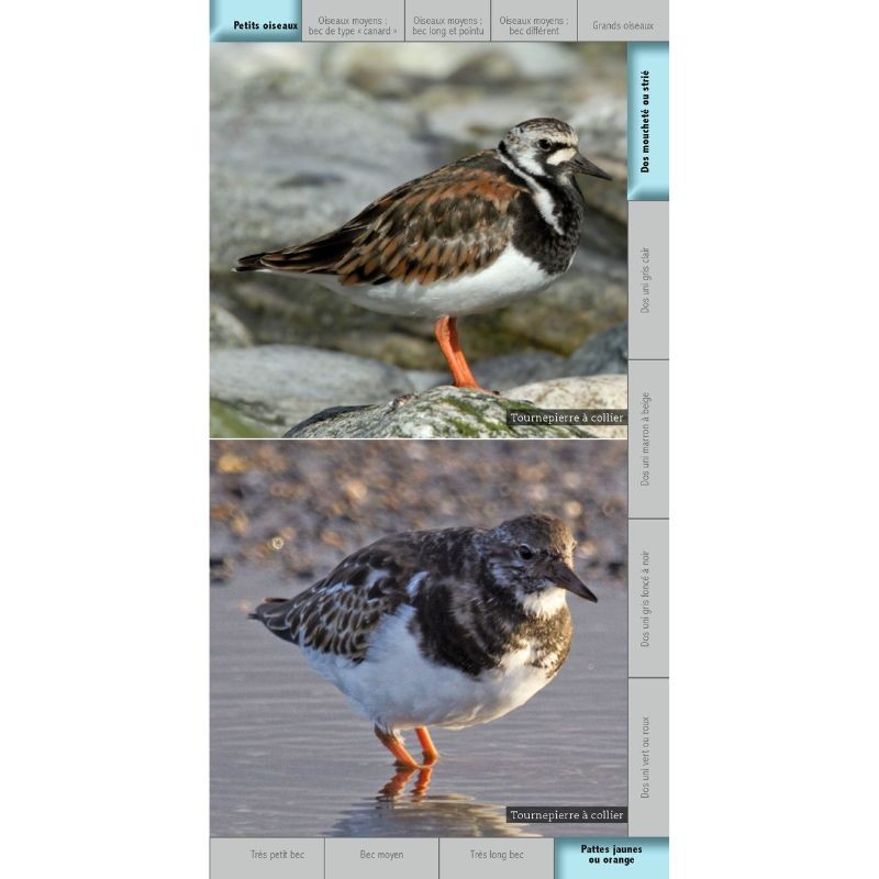 Guide des oiseaux des bords de mer