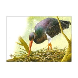 Cigogne noire - Carte d'André Buzin