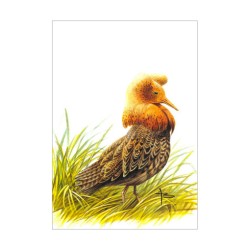 Chevalier combattant varié - Carte d'André Buzin