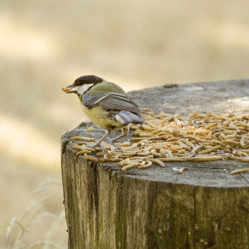 Vers de farine séchés 440 gr Vers de farine séchés 440 gr