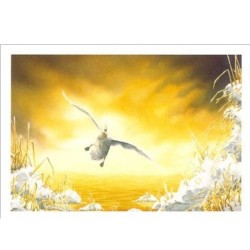 Cygne tuberculé (aquarelle) - Carte d'André Buzin