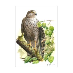 Epervier - Carte d'André Buzin