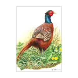 Faisan - Le polygame - Carte d'André Buzin