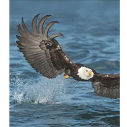 Rapaces - Entre ciel et terre