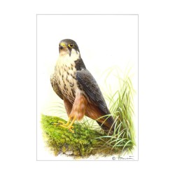 Faucon hobereau - Carte d'André Buzin
