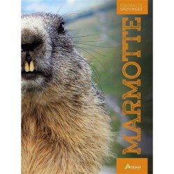 Marmotte - Portraits sauvages