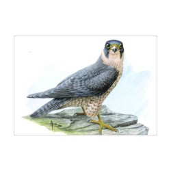 Faucon pèlerin - Carte d'André Buzin