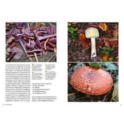 Reconnaître les bons champignons - Guide de terrain Reconnaître les bons champignons - Guide de terrain
