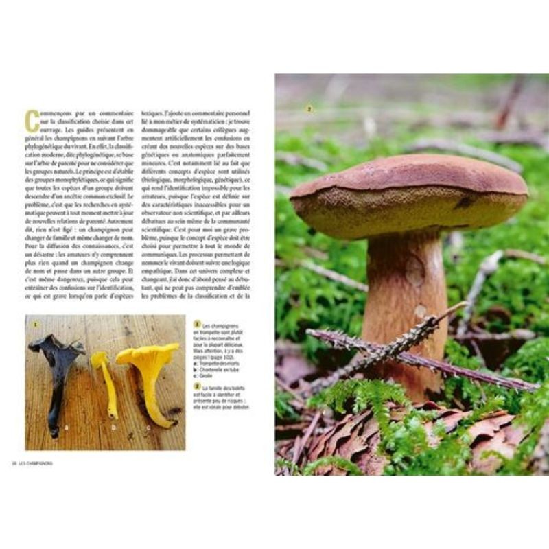 Le guide des champignons : Identifier simplement les champignons