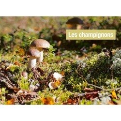 Reconnaître les bons champignons - Guide de terrain Reconnaître les bons champignons - Guide de terrain