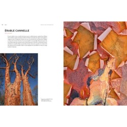 Écorces - Voyage dans l'intimité des arbres du monde