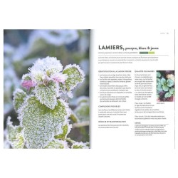 Plantes sauvages comestibles - En automne et en hiver Plantes sauvages comestibles - En automne et en hiver