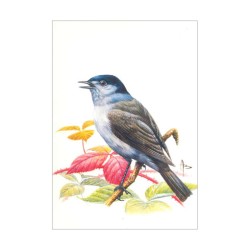 Fauvette à tête noire - Carte d'André Buzin