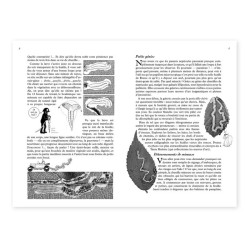 La Hulotte N°115 : La Nepticule dorée